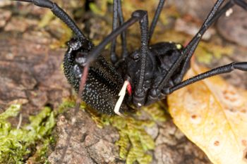 Media type: image; Invertebrate Zoology 29274